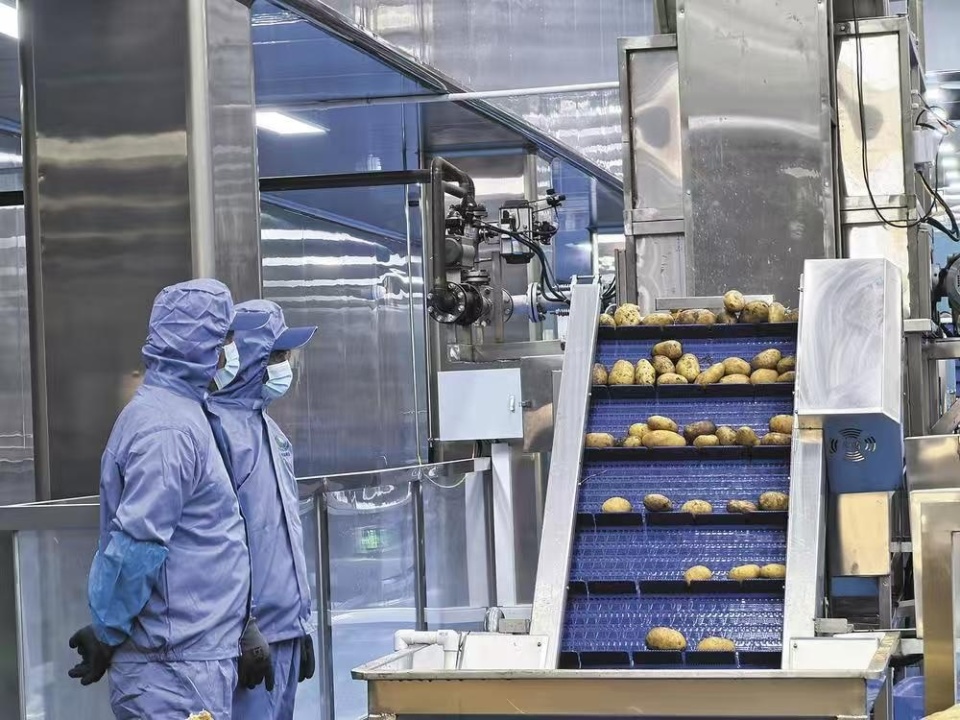 樂都東西部協作結碩果 現代化薯條工廠投產，助力農副產品銷售升級